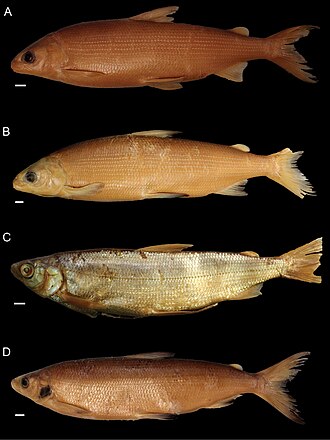 ภาพ ปลา arenicolus (Coregonus arenicolus)
