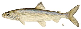 ภาพ ปลา artedi (Coregonus artedi)