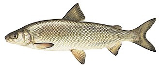 ภาพ ปลา clupeaformis (Coregonus clupeaformis)