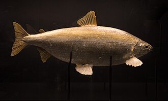 ภาพ ปลา fera (Coregonus fera)