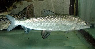 ภาพ ปลา maraena (Coregonus maraena)