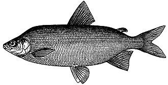 ภาพ ปลา maraenoides (Coregonus maraenoides)