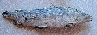 ภาพ ปลา muksun (Coregonus muksun)