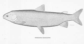 ภาพ ปลา nasus (Coregonus nasus)