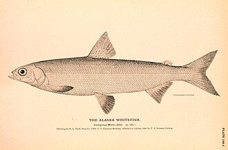 ภาพ ปลา nelsonii (Coregonus nelsonii)