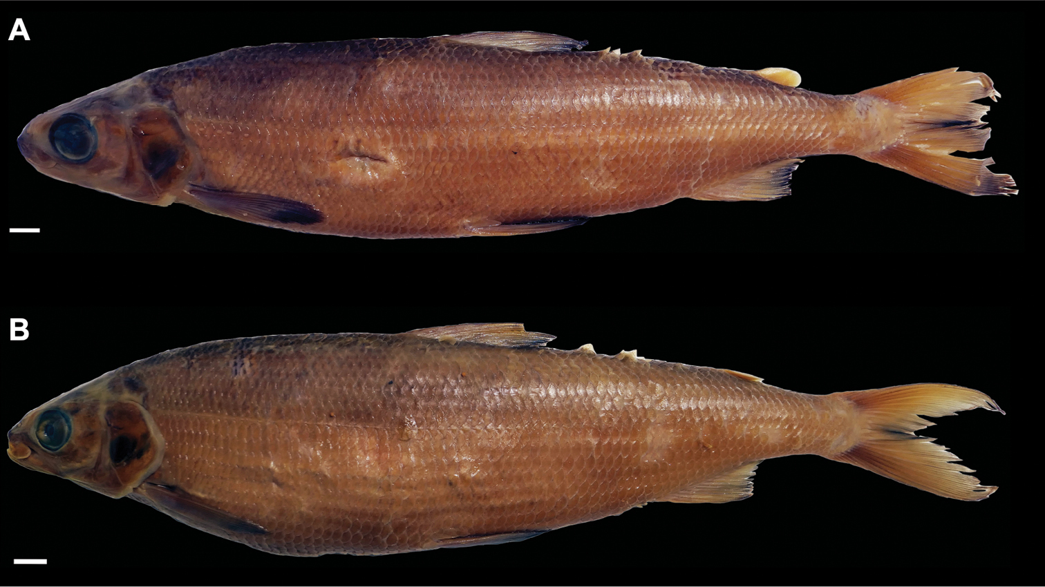 ภาพ ปลา obliterus (Coregonus obliterus)