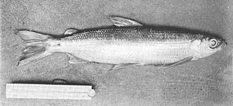 ภาพ ปลา pennantii (Coregonus pennantii)