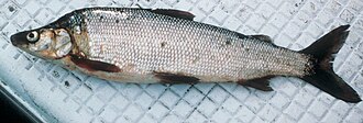 ภาพ ปลา pidschian (Coregonus pidschian)