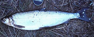 ภาพ ปลา sardinella (Coregonus sardinella)