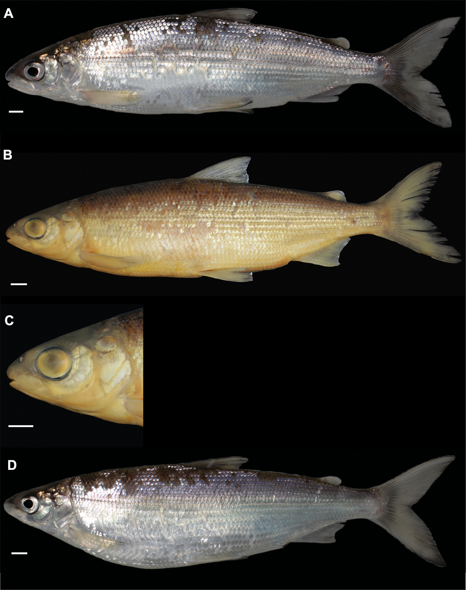 ภาพ ปลา sarnensis (Coregonus sarnensis)