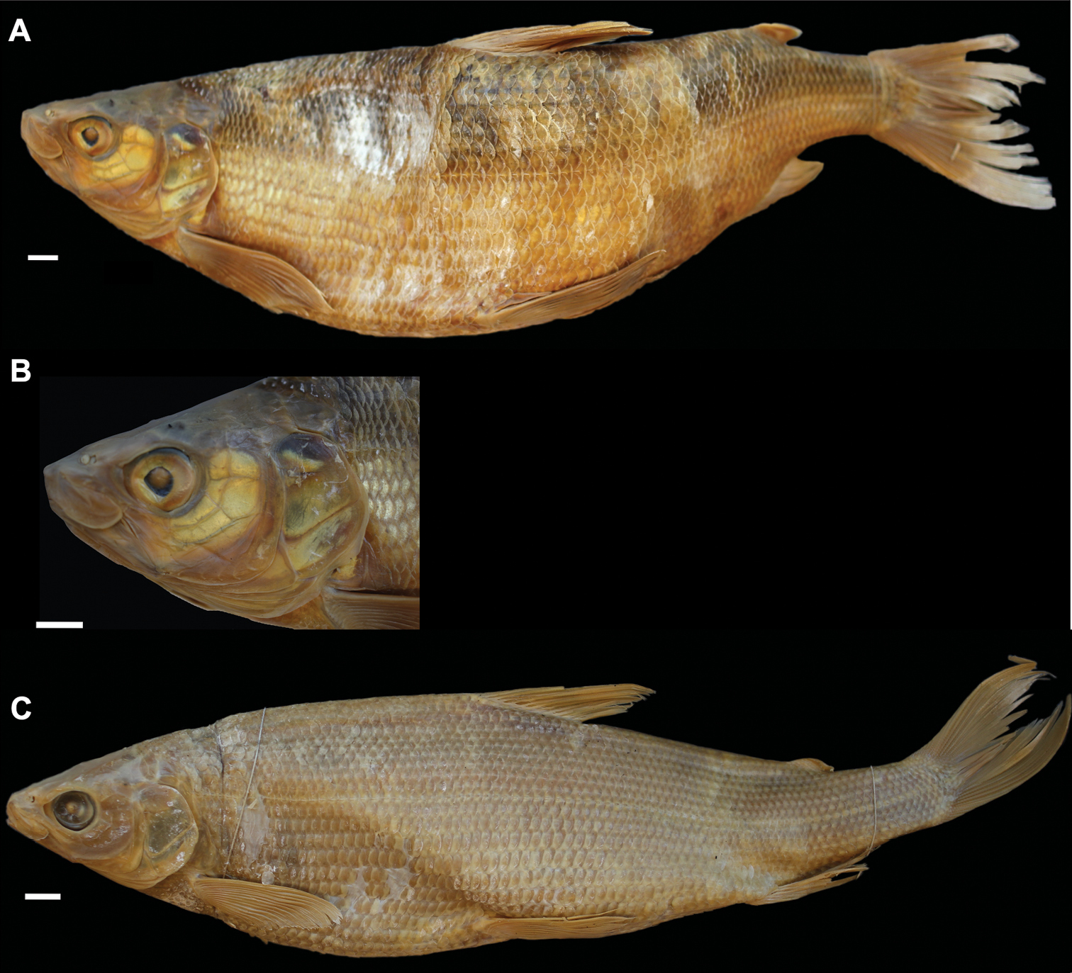 ภาพ ปลา suidteri (Coregonus suidteri)