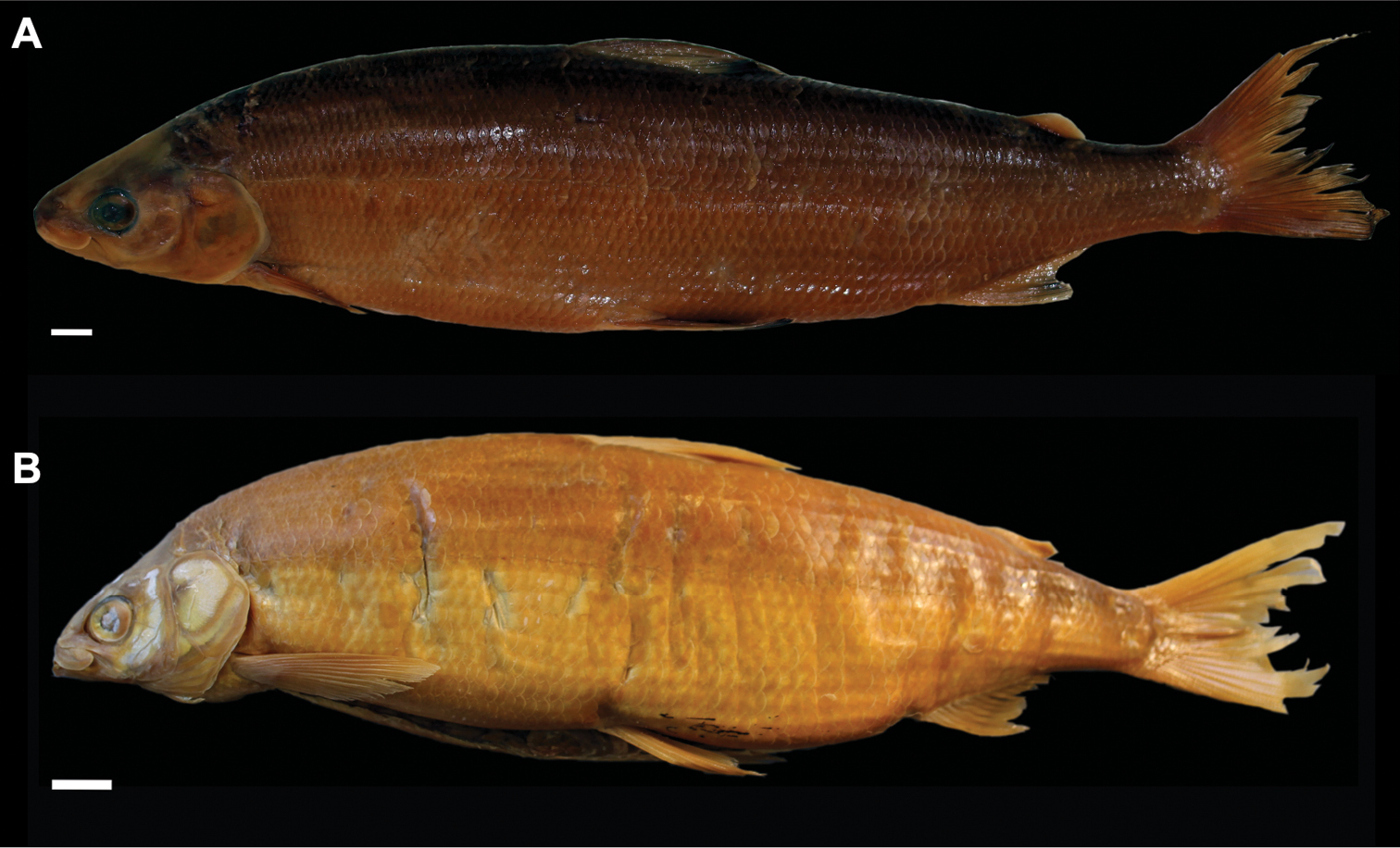 ภาพ ปลา supersum (Coregonus supersum)