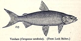 ภาพ ปลา vandesius (Coregonus vandesius)