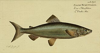 ภาพ ปลา wartmanni (Coregonus wartmanni)