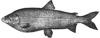 ภาพ ปลา widegreni (Coregonus widegreni)