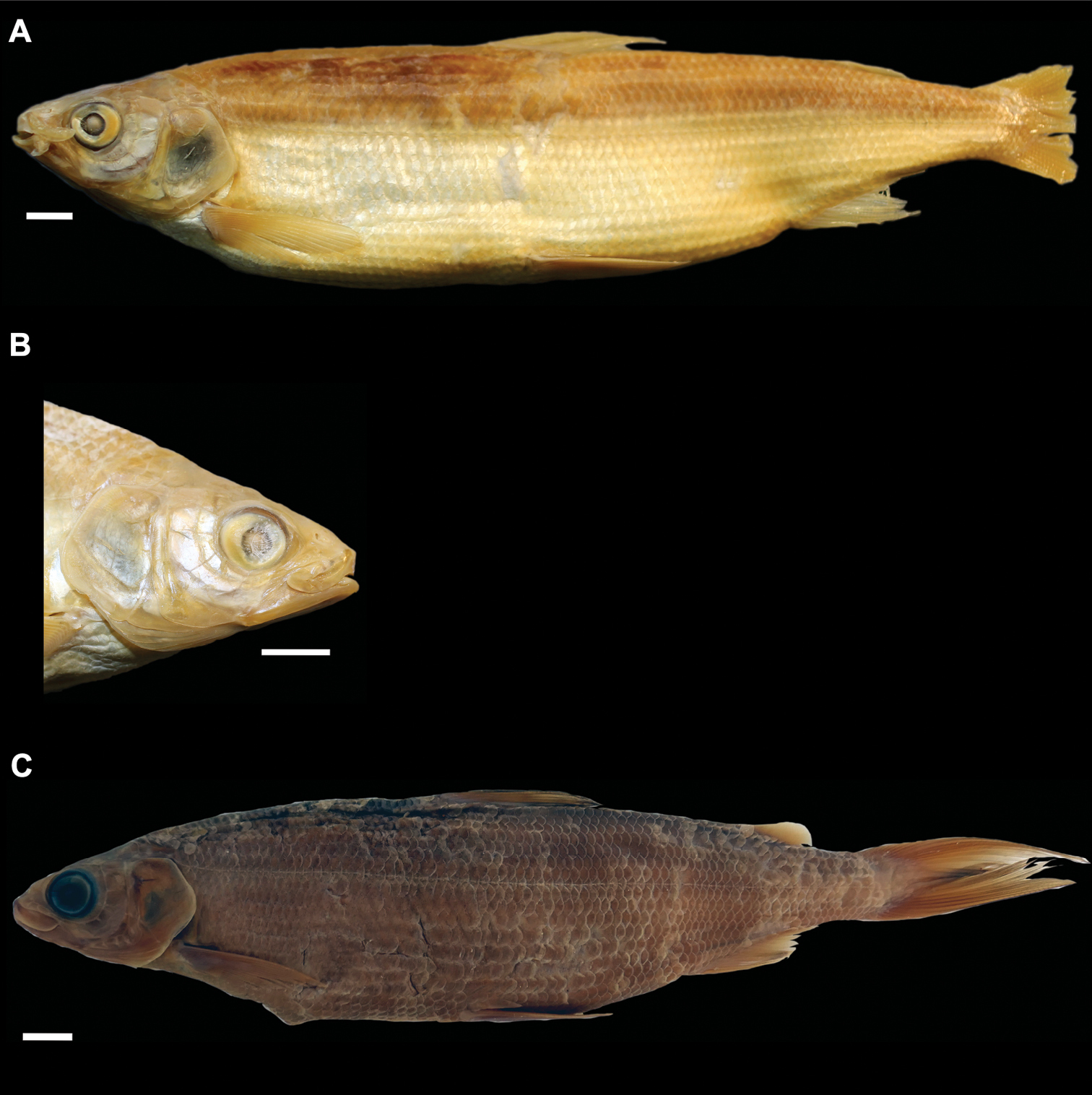 ภาพ ปลา zugensis (Coregonus zugensis)