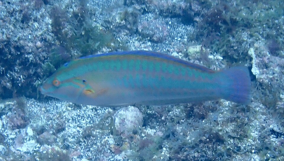 ภาพ ปลานกขุนทอง atlantica (Coris atlantica)