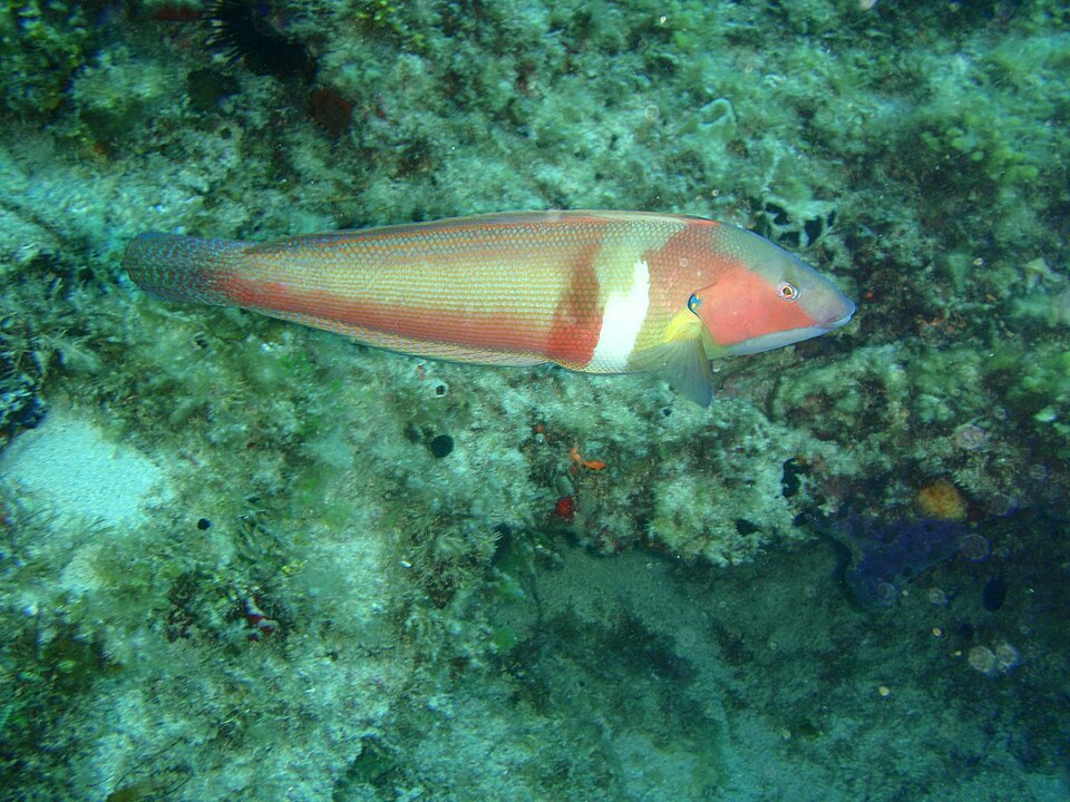 ภาพ ปลานกขุนทอง auricularis (Coris auricularis)
