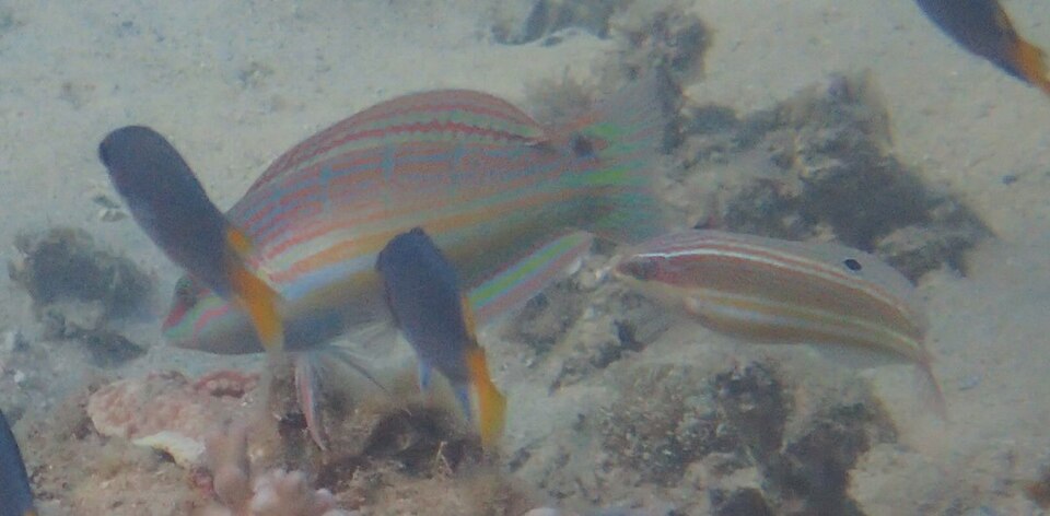 ภาพ ปลานกขุนทอง aurilineata (Coris aurilineata)