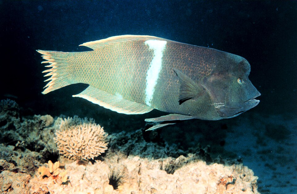 ภาพ ปลานกขุนทองตัวตลก (Coris aygula)