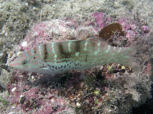 ภาพ ปลานกขุนทองทราย (Coris batuensis)