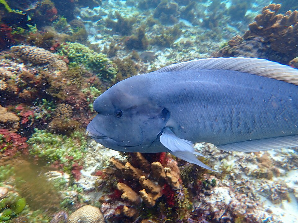 ภาพ ปลานกขุนทอง bulbifrons (Coris bulbifrons)