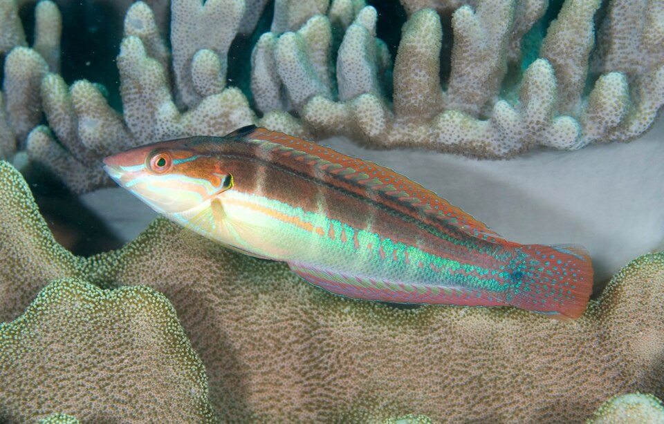 ภาพ ปลานกขุนทองจุด (Coris caudimacula)