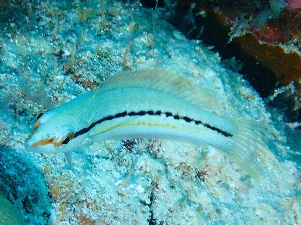 ภาพ ปลานกขุนทอง centralis (Coris centralis)