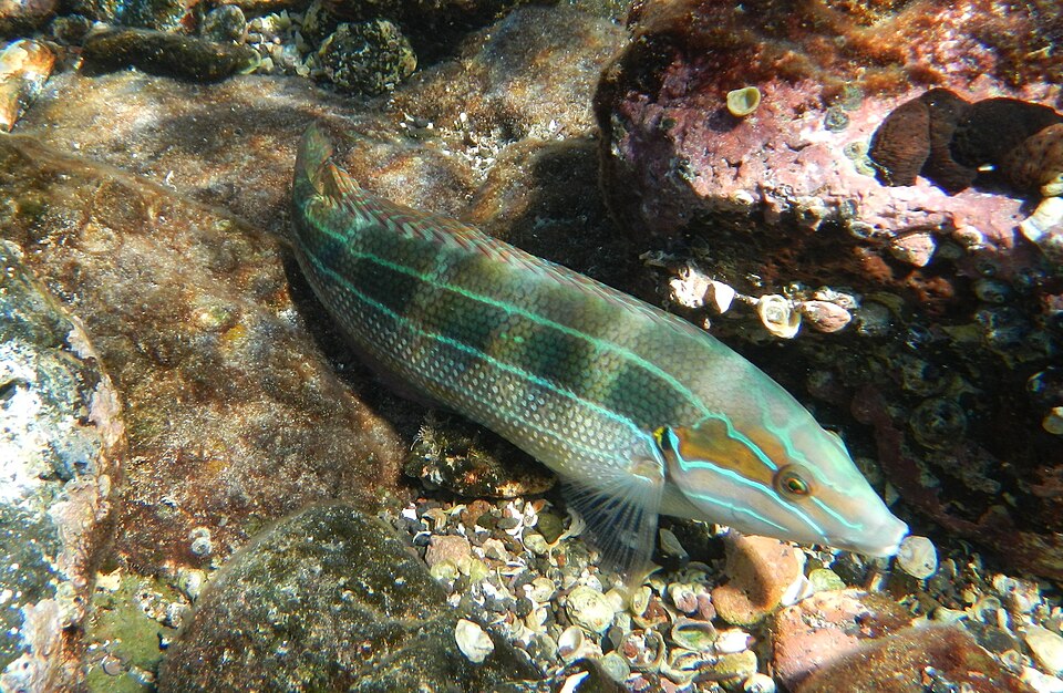 ภาพ ปลานกขุนทอง debueni (Coris debueni)