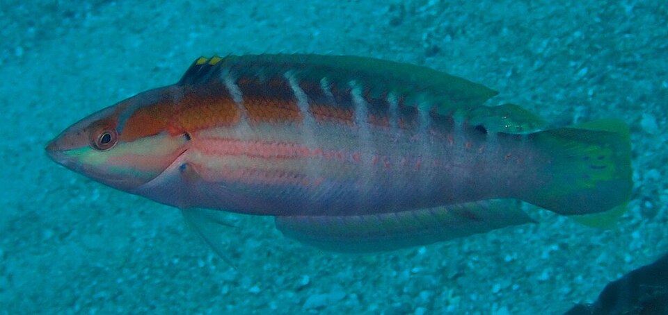 ภาพ ปลานกขุนทองซีดลายขวาง (Coris dorsomacula)