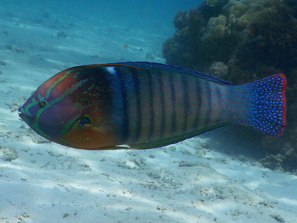 ภาพ ปลานกขุนทองราชินี (Coris formosa)