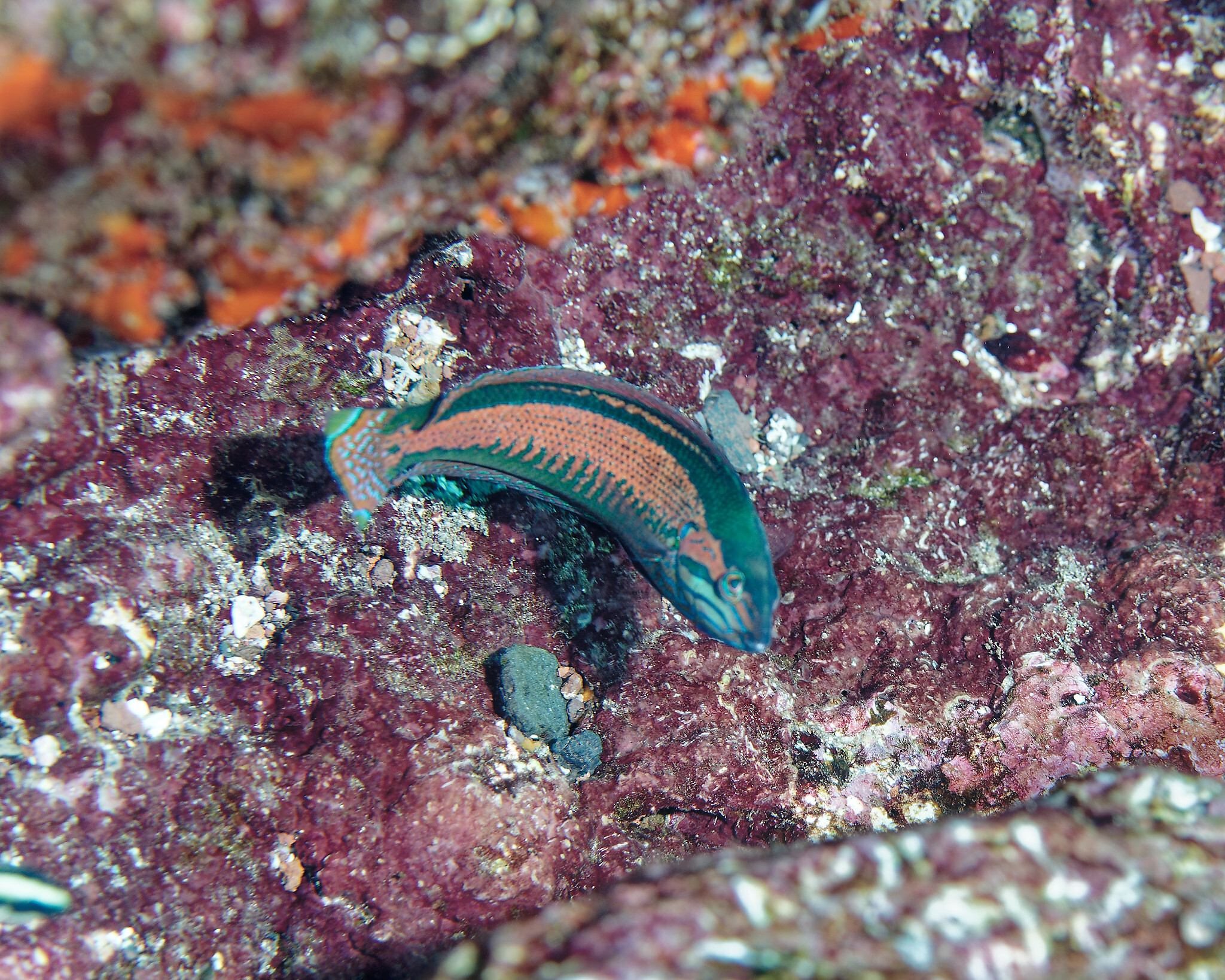 ภาพ ปลานกขุนทอง hewetti (Coris hewetti)