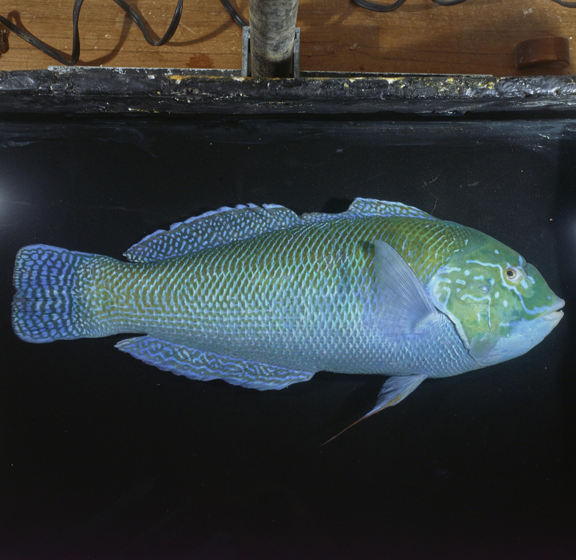 ภาพ ปลานกขุนทอง nigrotaenia (Coris nigrotaenia)