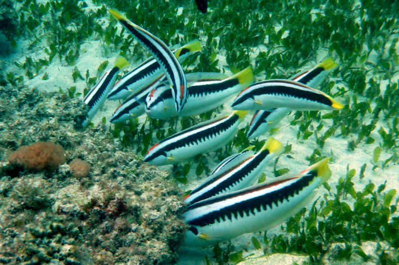 ภาพ ปลานกขุนทอง picta (Coris picta)