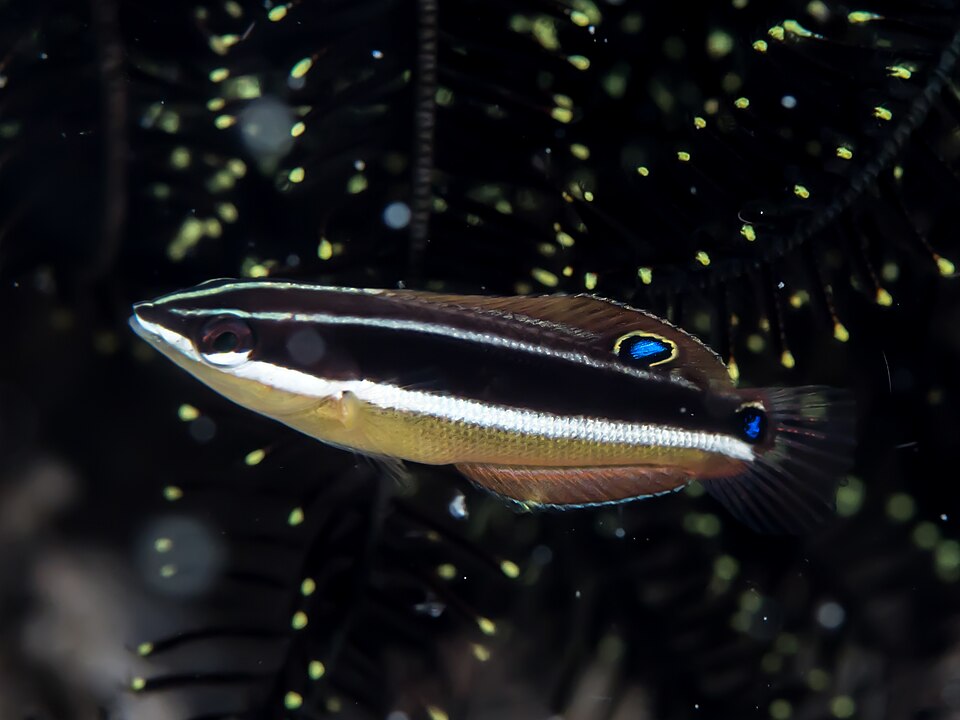ภาพ ปลานกขุนทองดำลายเส้น (Coris pictoides)