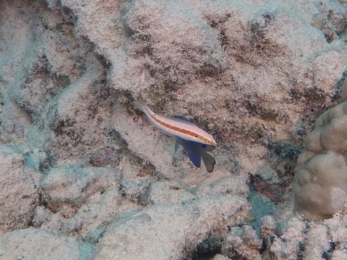 ภาพ ปลานกขุนทองแดงเขียว (Coris roseoviridis)