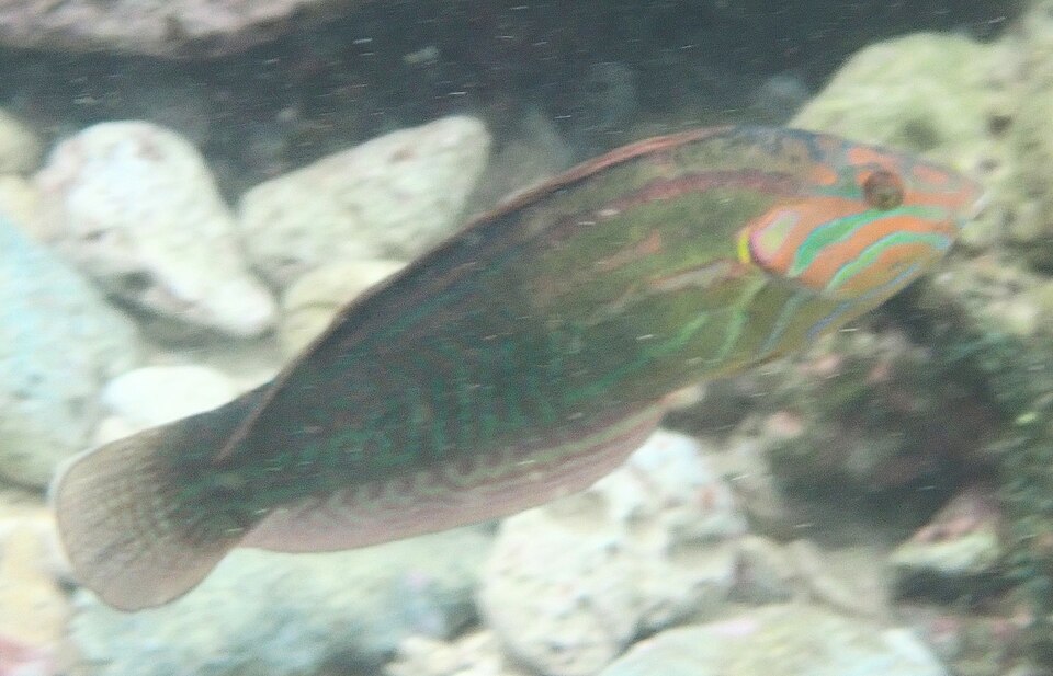 ภาพ ปลานกขุนทองสง่างาม (Coris venusta)