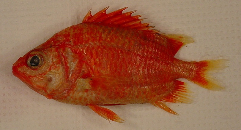 ภาพ ปลาข้าวเม่าแดง (Corniger spinosus)