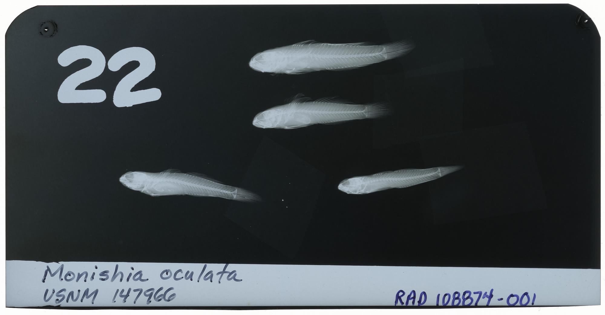 ภาพ ปลาบู่ ocheticus (Coryogalops ocheticus)