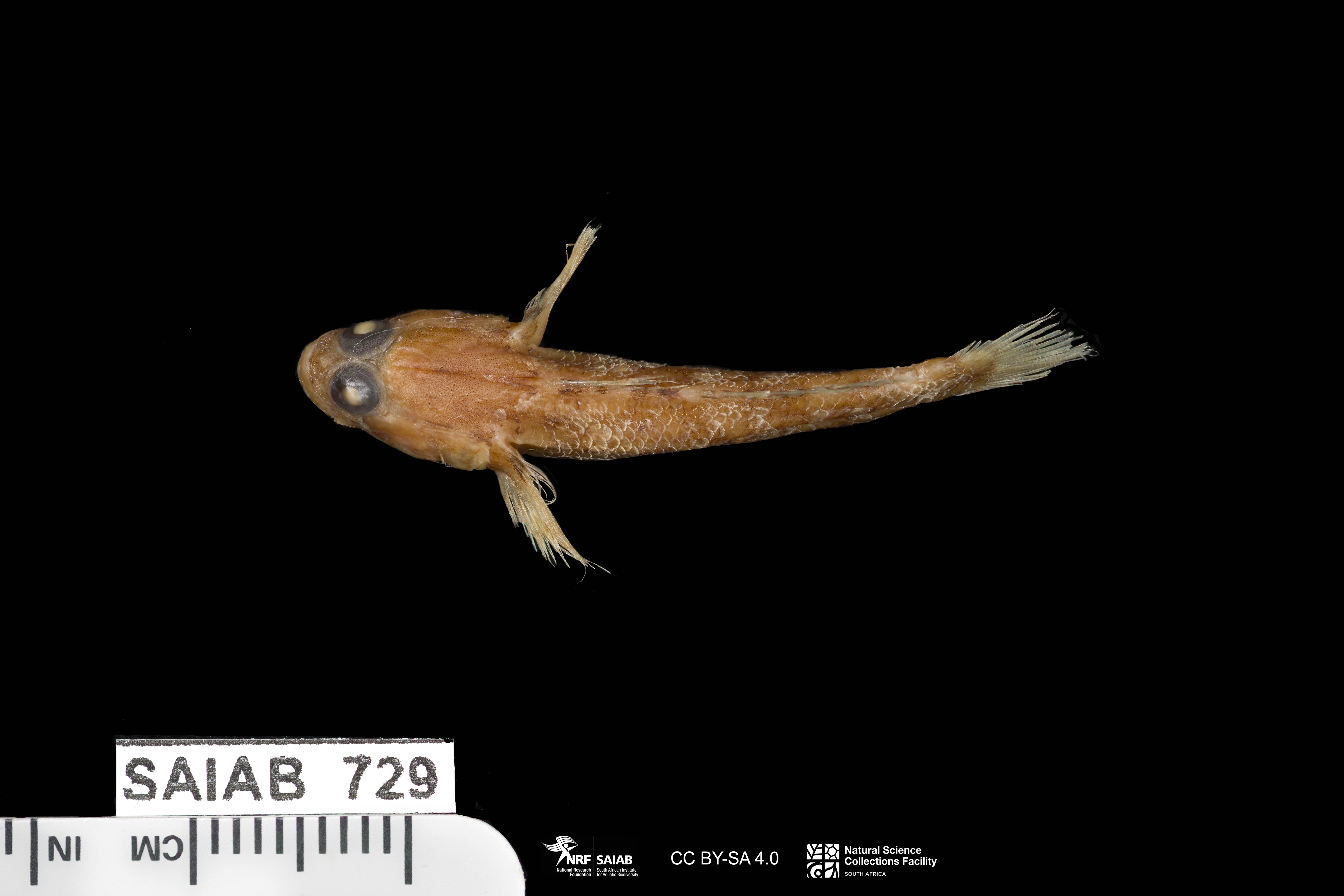 ภาพ ปลาบู่บู่ (Coryogalops sordida)