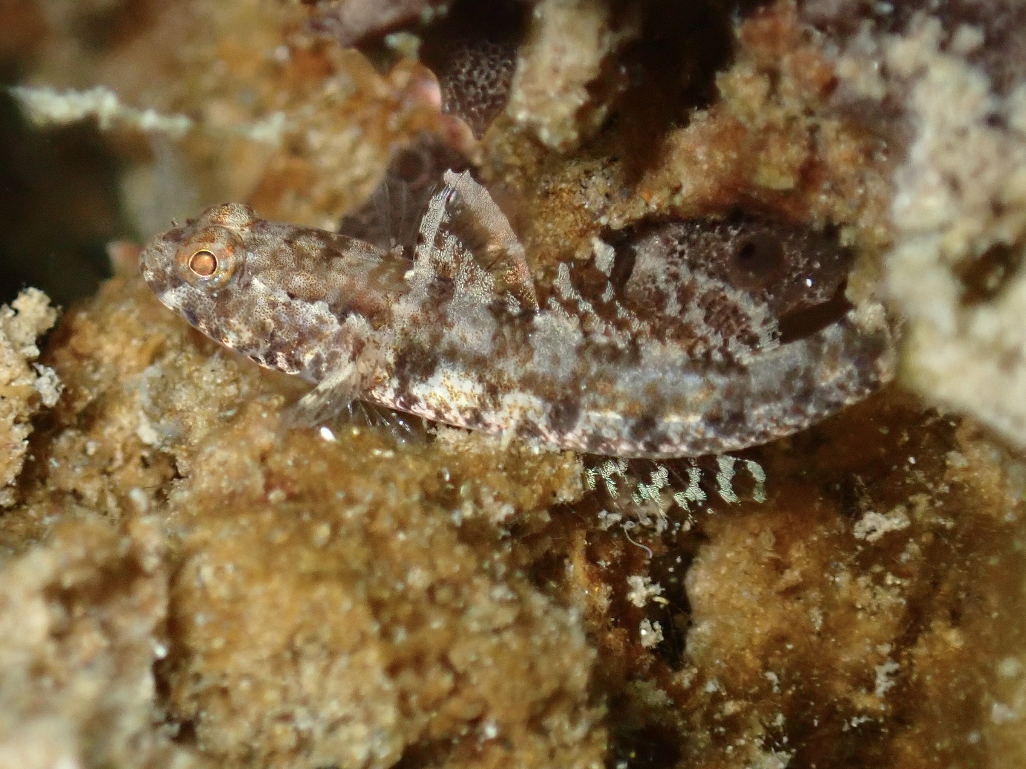 ภาพ ปลาบู่บู่ (Coryogalops tessellatus)