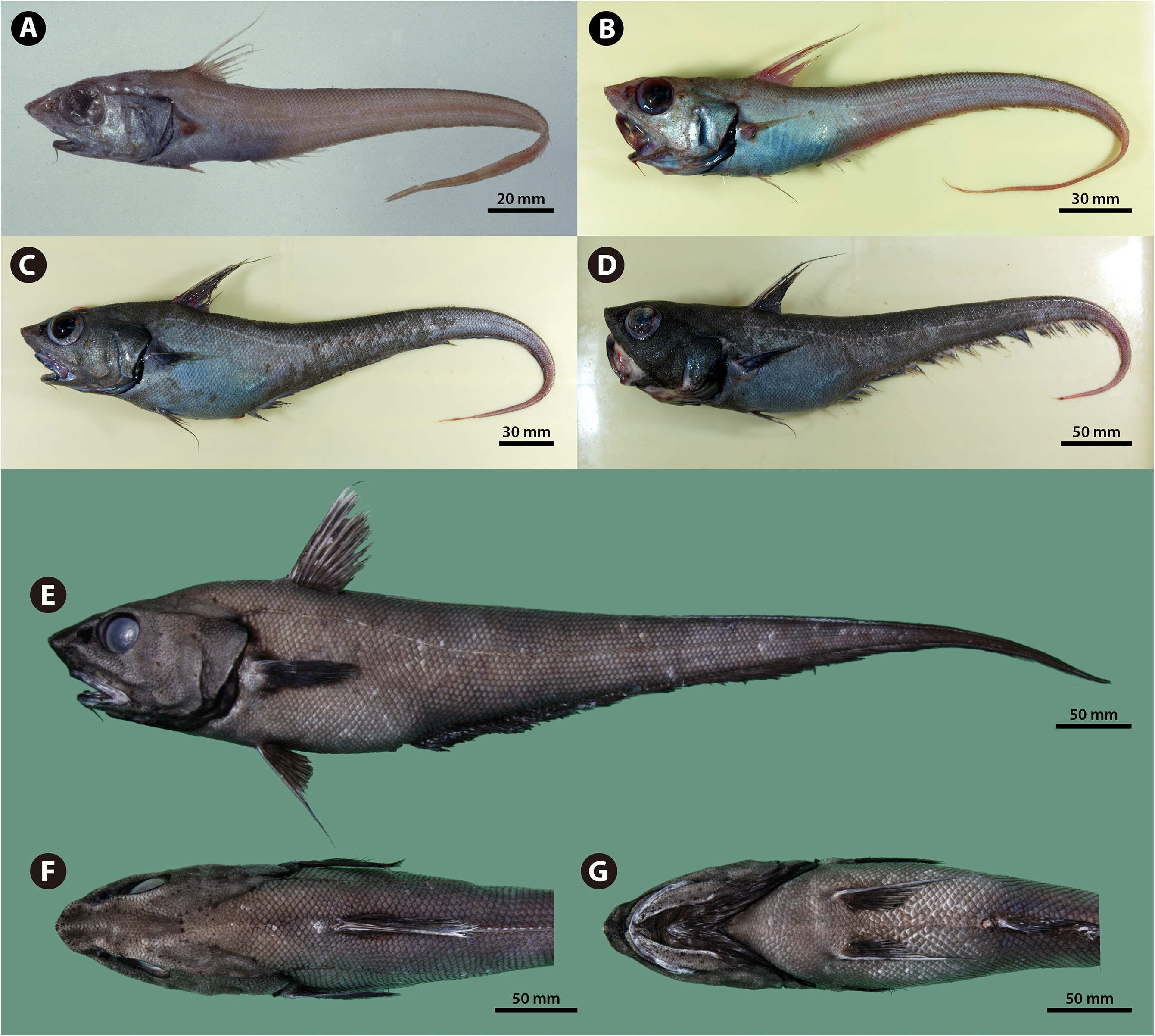 ภาพ ปลา acrolepis (Coryphaenoides acrolepis)