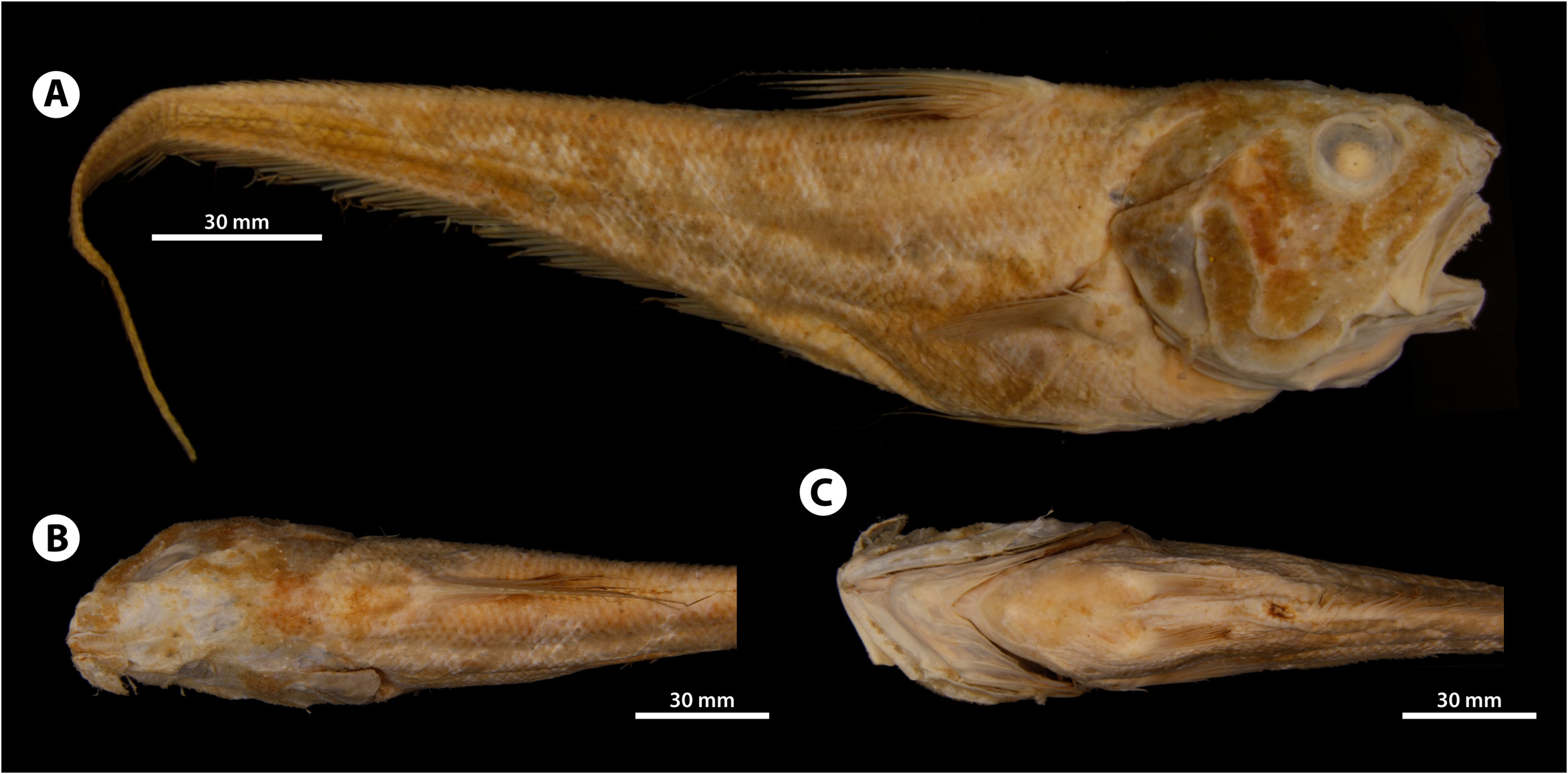 ภาพ ปลา asper (Coryphaenoides asper)