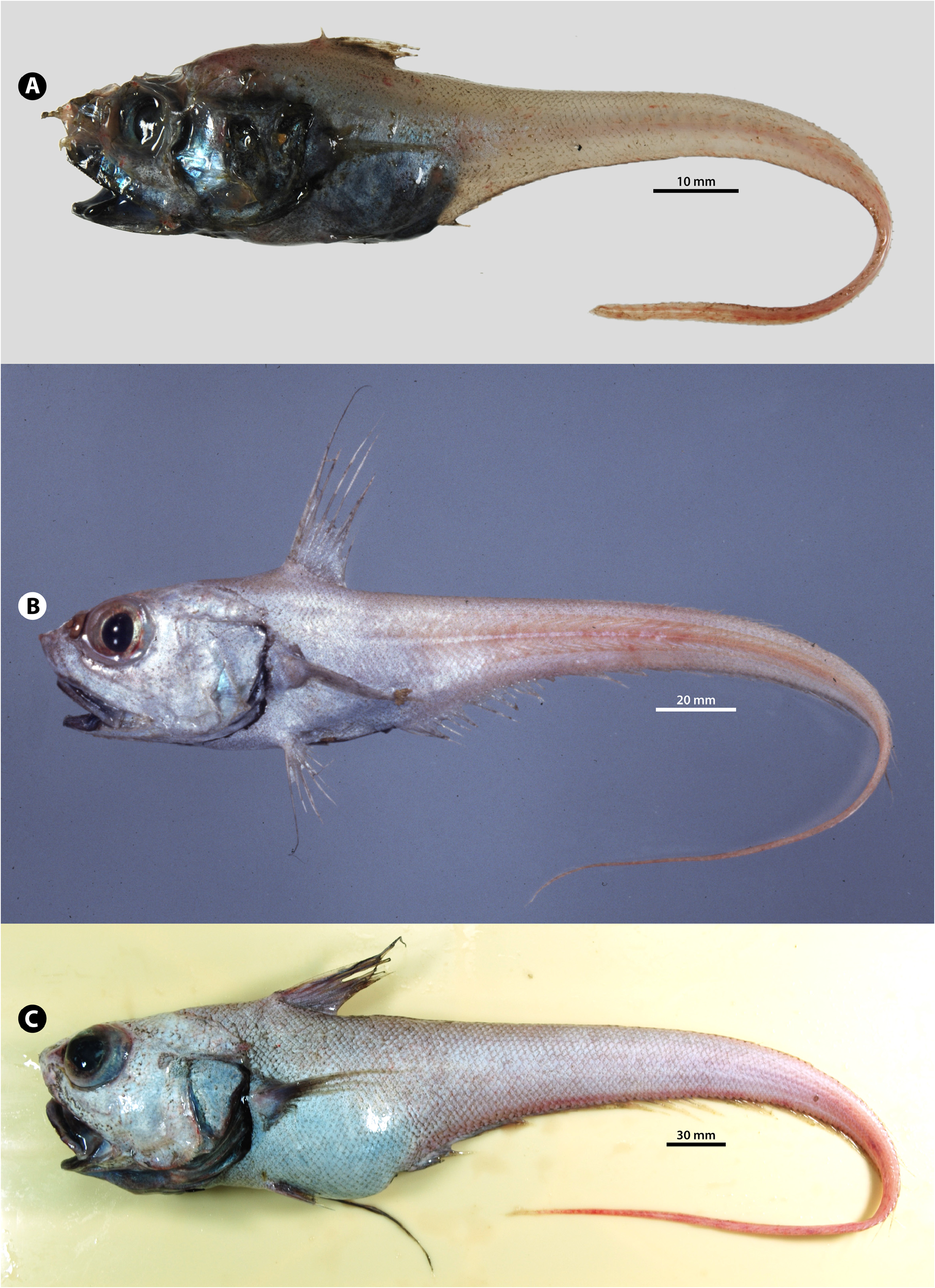 ภาพ ปลา cinereus (Coryphaenoides cinereus)