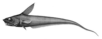 ภาพ ปลา guentheri (Coryphaenoides guentheri)