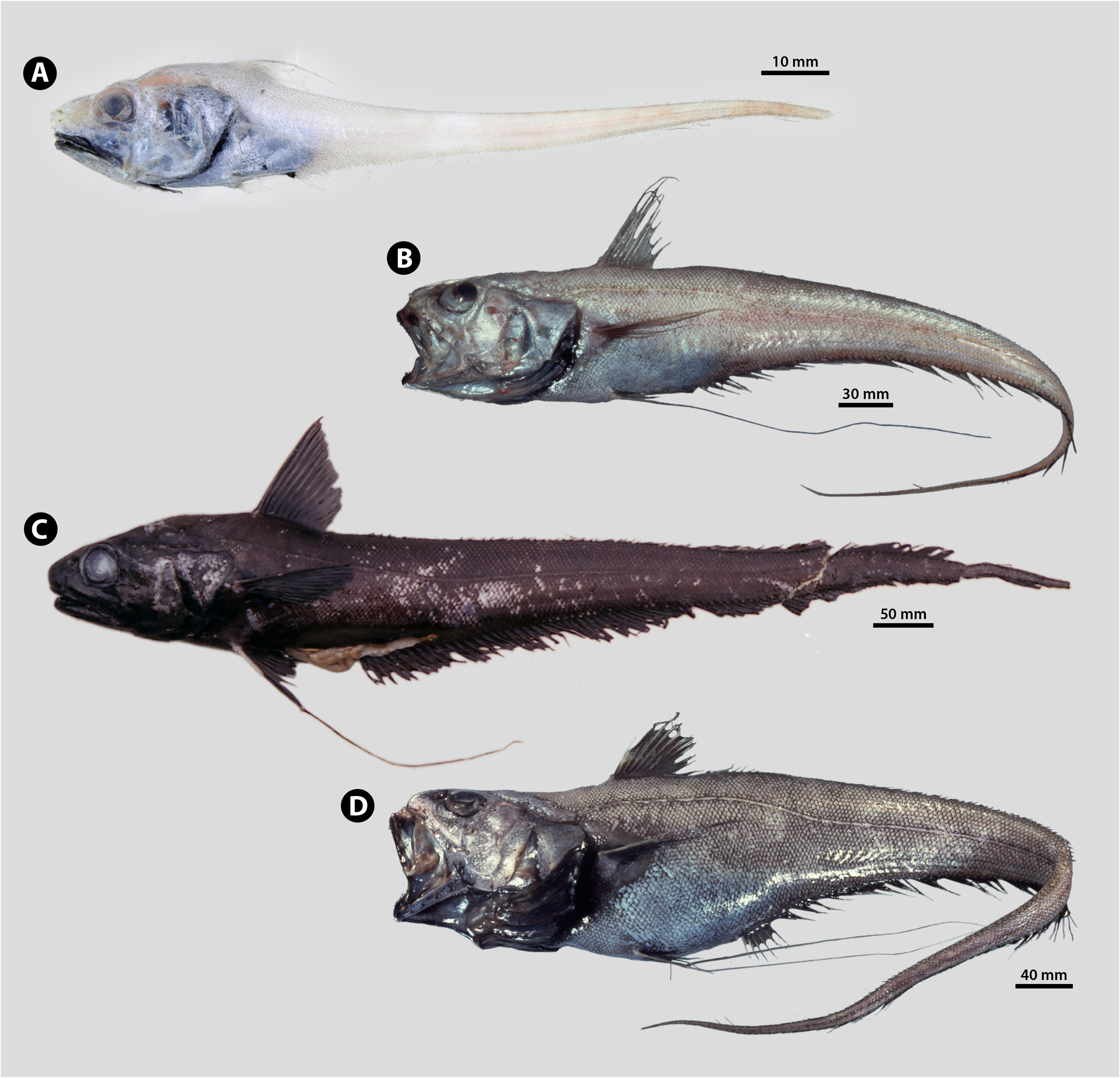 ภาพ ปลา longifilis (Coryphaenoides longifilis)