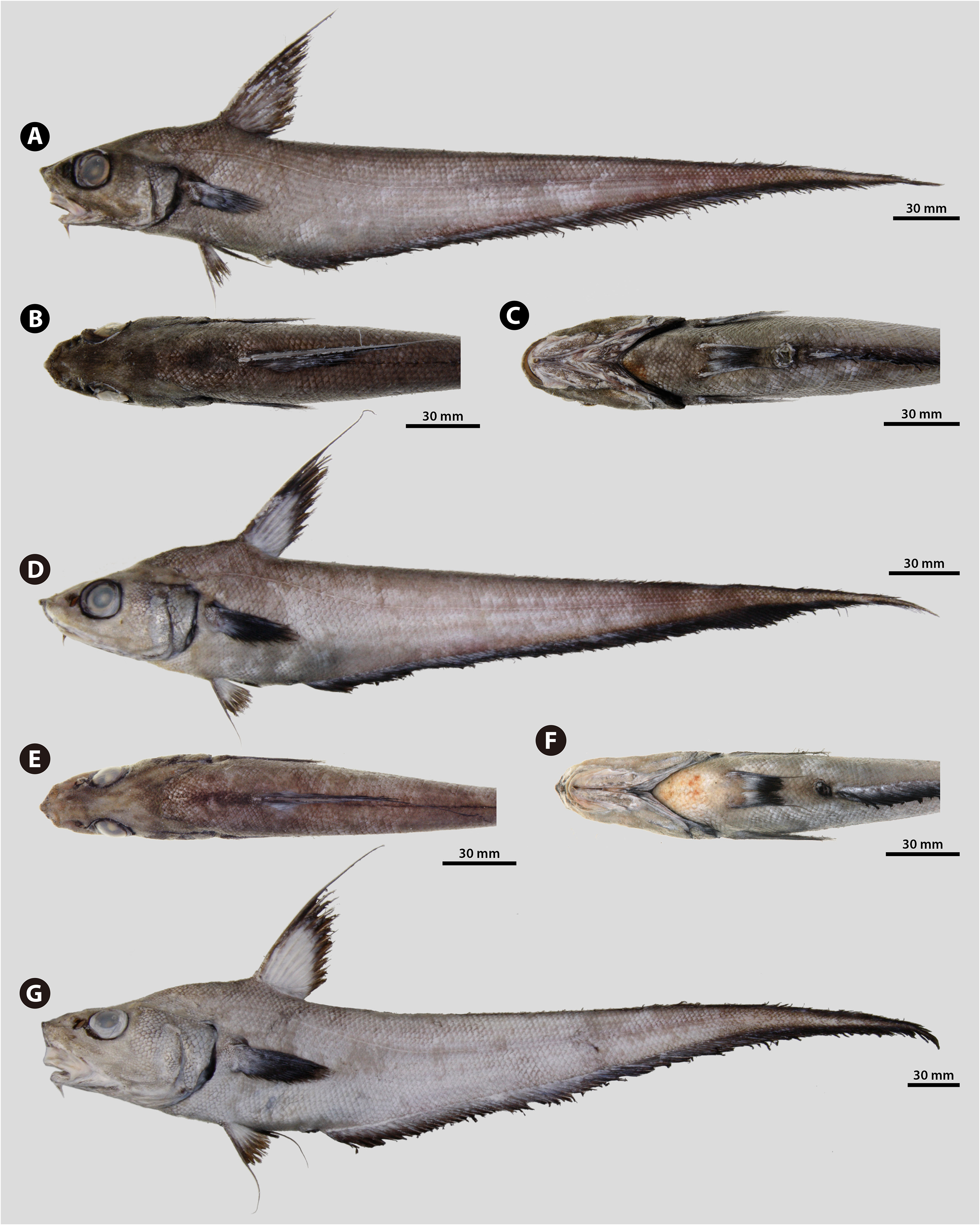 ภาพ ปลา marginatus (Coryphaenoides marginatus)
