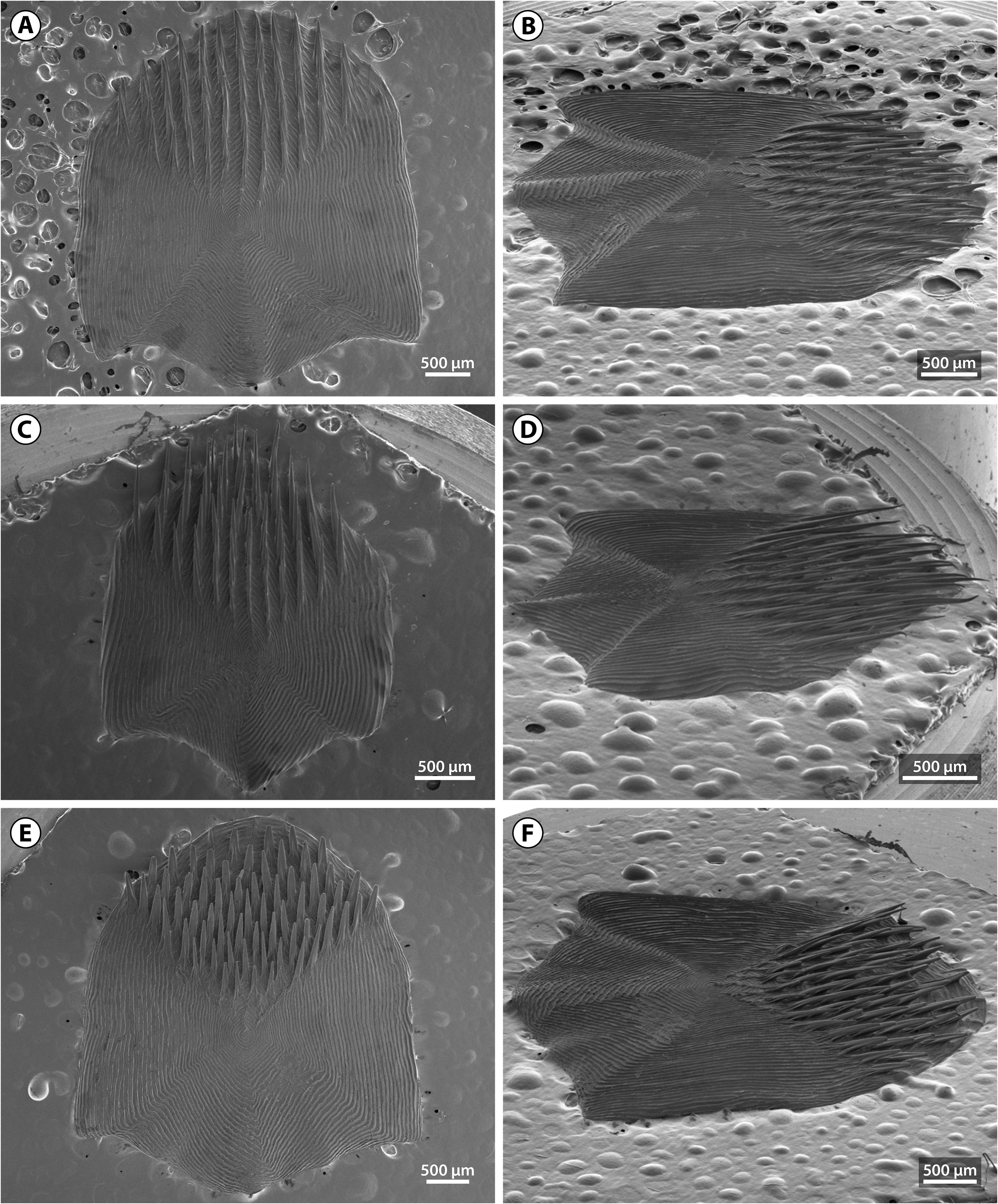 ภาพ ปลา microps (Coryphaenoides microps)