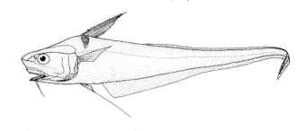 ภาพ ปลา murrayi (Coryphaenoides murrayi)