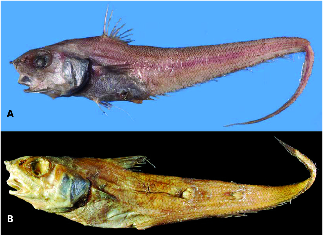 ภาพ ปลา nasutus (Coryphaenoides nasutus)